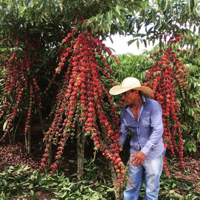 Café Robusta é um aliado inesperado na luta contra o aquecimento global