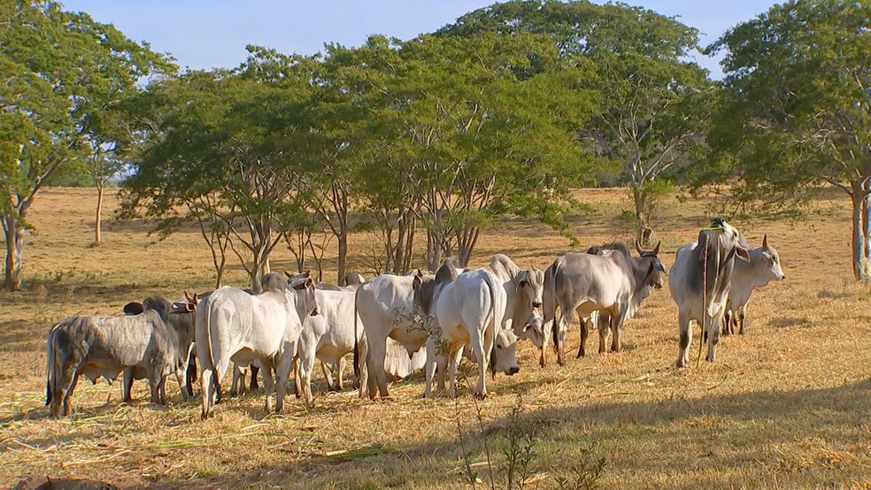 Prazo para declaração de rebanho termina nesta sexta-feira (10) em Rondônia