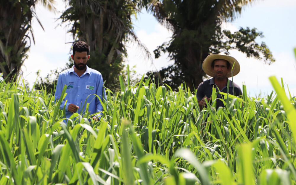 Governo de RO fortalece a pecuária leiteira com ações de consultoria técnica e gerencial em todo o estado
