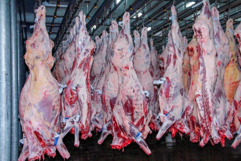 Referência em defesa sanitária agropecuária, Rondônia é destaque também no cenário econômico, com aumento de 17,5% nas exportações de carne bovina