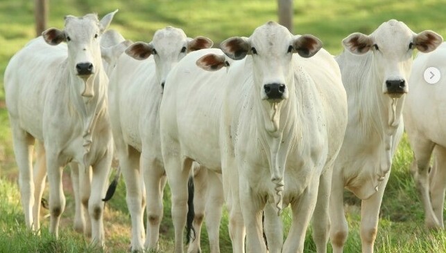 Raiva bovina é confirmada em Rondônia; Idaron alerta para vacinação