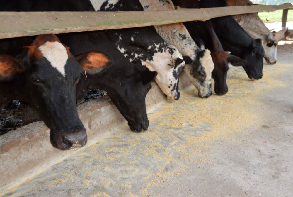 Programa Consultec-Leite contribui para reconhecimento internacional em pesquisa agropecuária pela FAO