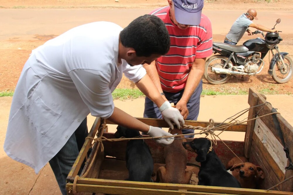 Mega vacinação no centro e alerta para baixa adesão contra Raiva