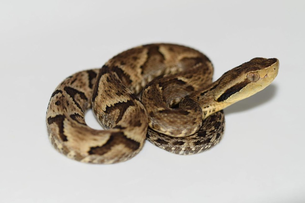 Em menos de 4 meses, mais de 20 acidentes com animais peçonhentos são registrados em Porto Velho