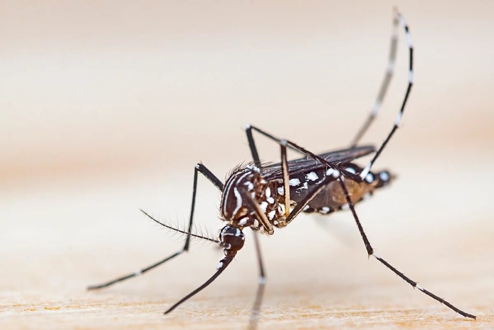 Caso raro de chikungunya fora de zonas tropicais acende alerta global