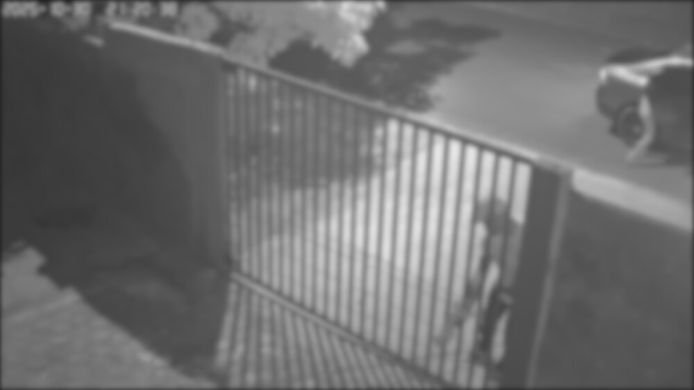 Homem é flagrado abandonando filhotes em abrigo de Cacoal durante a noite