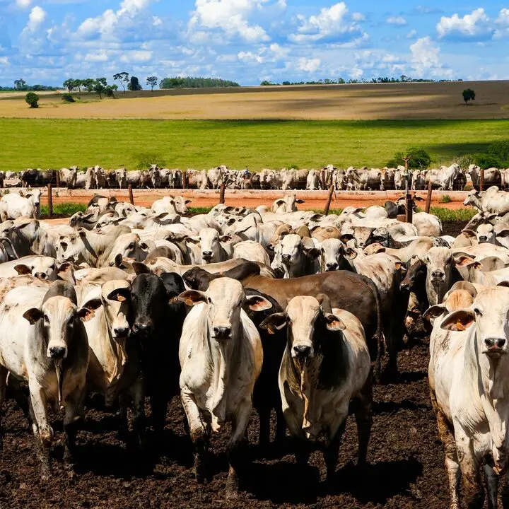 Tarifaço revelou que o Brasil não era tão dependente dos EUA – ao menos em um setor