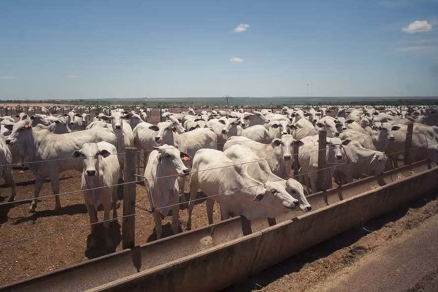 Preço do boi gordo começa a semana com estabilidade