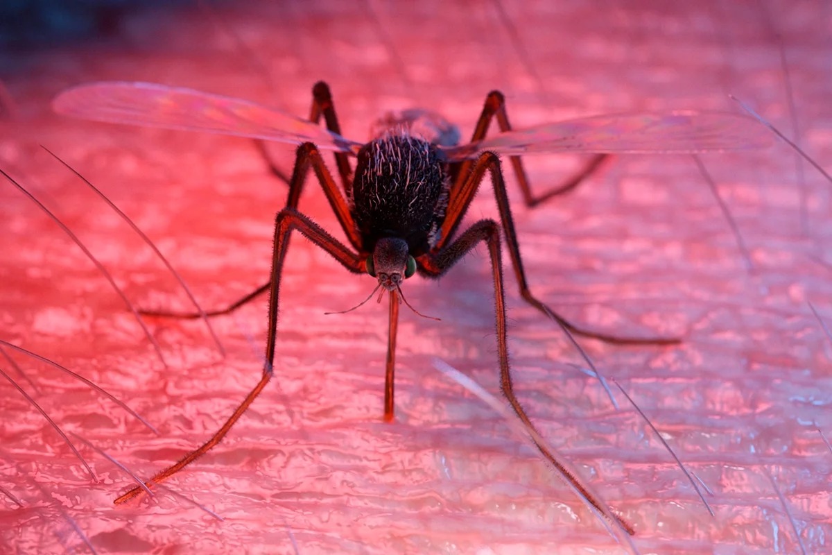 Saiba como funciona a vacina contra a dengue que protege em dose única
