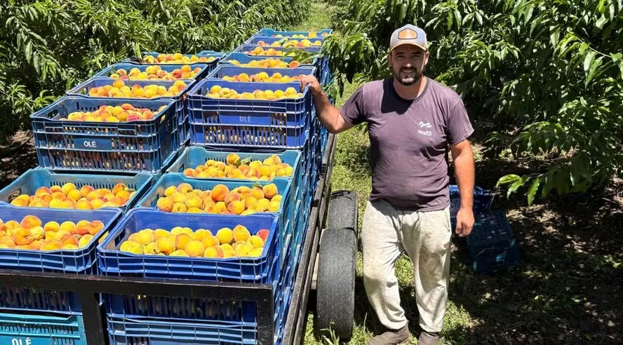 Atraso na colheita do pêssego ameaça vendas de fim de ano: 'Vai ser um desafio logístico'