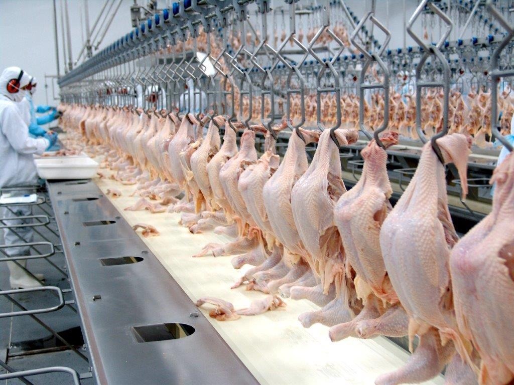 Produção de carne de frango pode atingir recorde em 2026