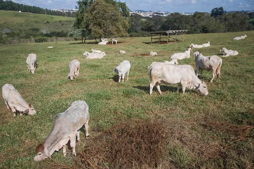 Preço do boi gordo continua estável, mas demanda por carne deve crescer