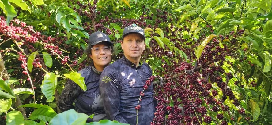 Porta de entrada do café no Brasil, Amazônia vê retomada do cultivo com protagonismo do robusta
