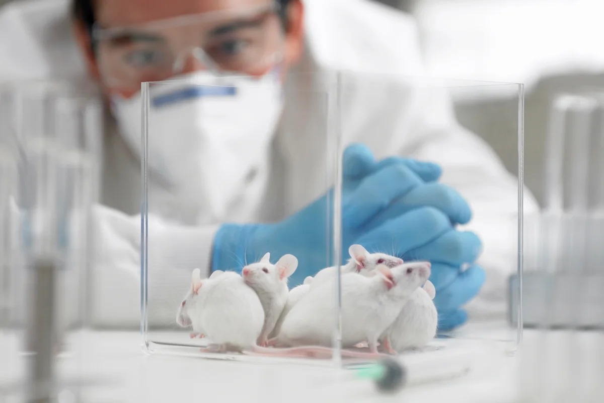 Cientistas conseguem aumentar expectativa de vida de ratos em 70%