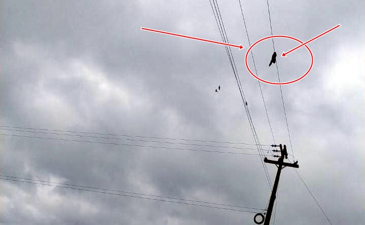 Motociclista de Seringueiras tem perna arrancada durante acidente próximo a Alvorada d’Oeste