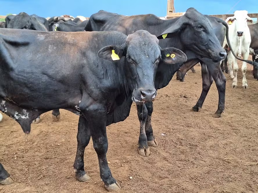Brasil busca destravar rastreabilidade bovina