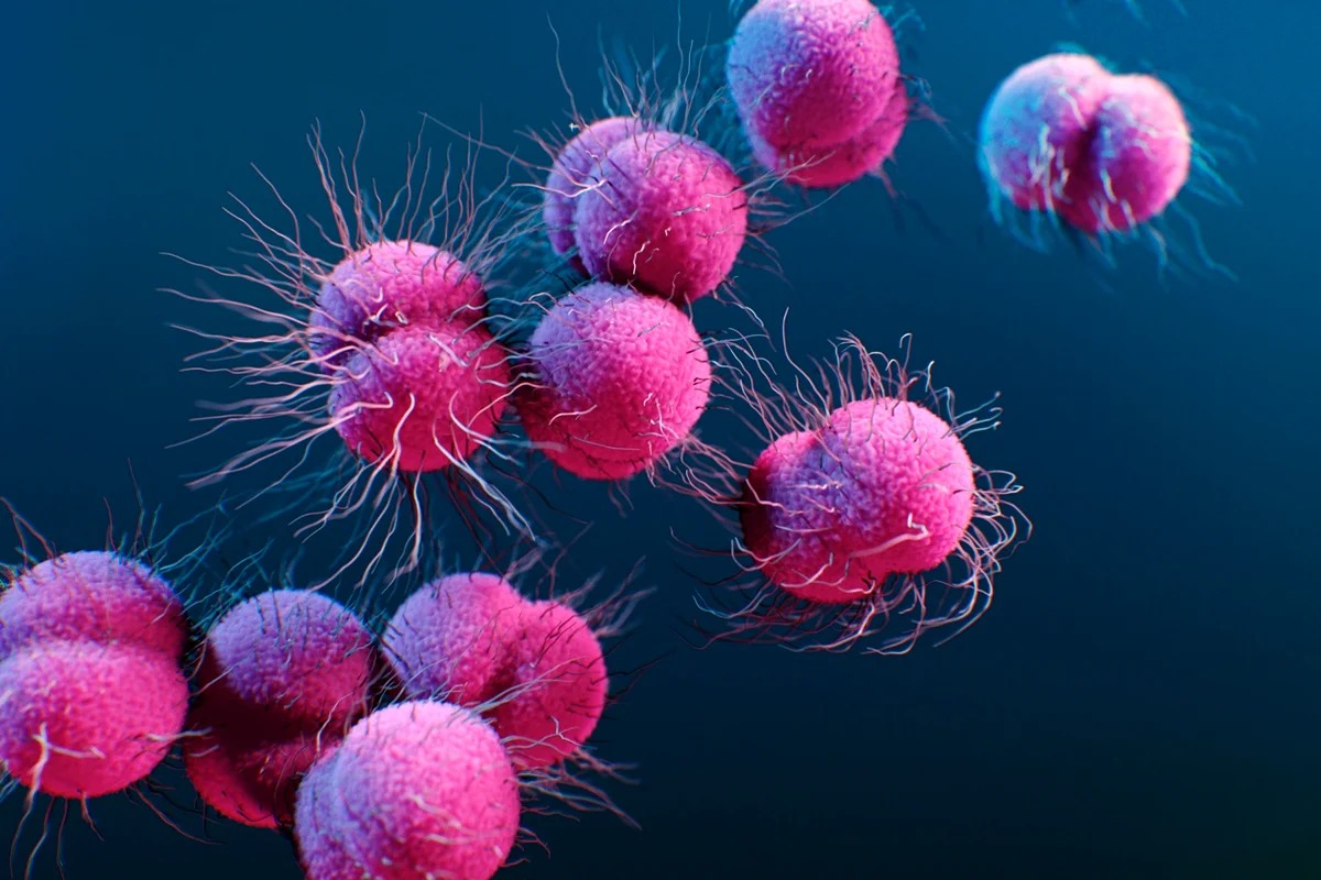 Gonorreia resistente preocupa e novos tratamentos avançam