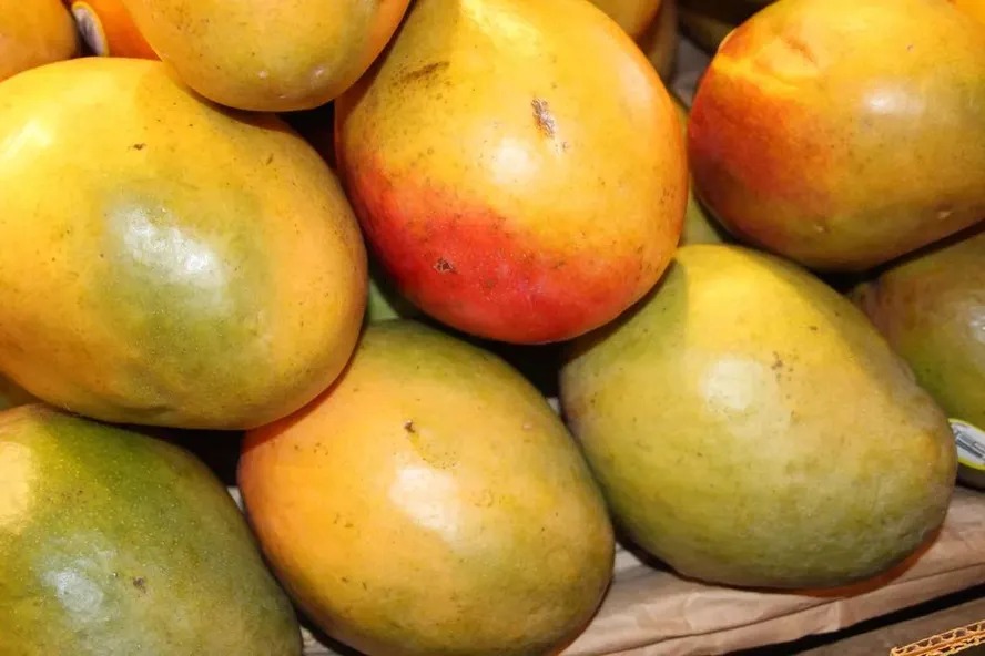 Pequenos produtores de manga buscam voo solo na exportação