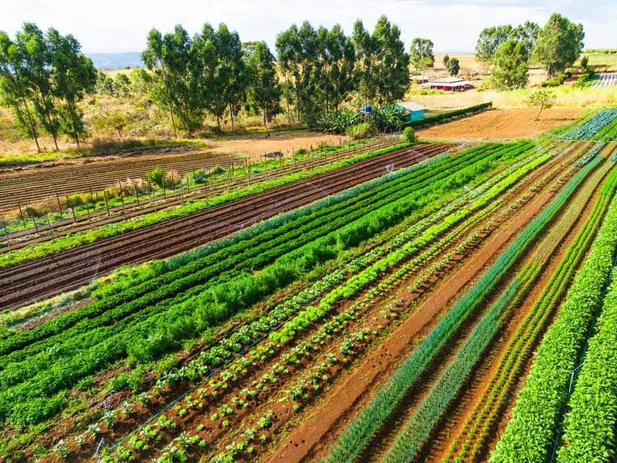 Número de pedidos de recuperação cresce 147% no agro