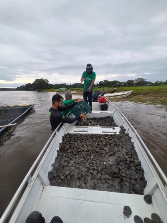 Projeto ambiental do governo de RO resulta na soltura de 228 mil filhotes de tartaruga-da-Amazônia no Parque Estadual Corumbiara