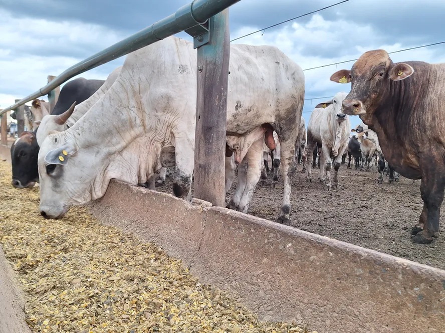 Preço do boi gordo varia entre estabilidade e queda na maioria das regiões