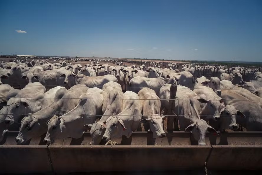 Brasil lidera produção de carne bovina