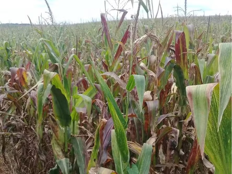 Doenças no milho geram perdas severas
