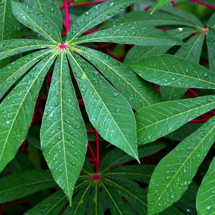 Sobras da mandioca reduzem custos bovinos