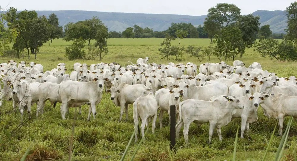 Em feito inédito, Brasil ultrapassa EUA e vira maior produtor de carne bovina do mundo