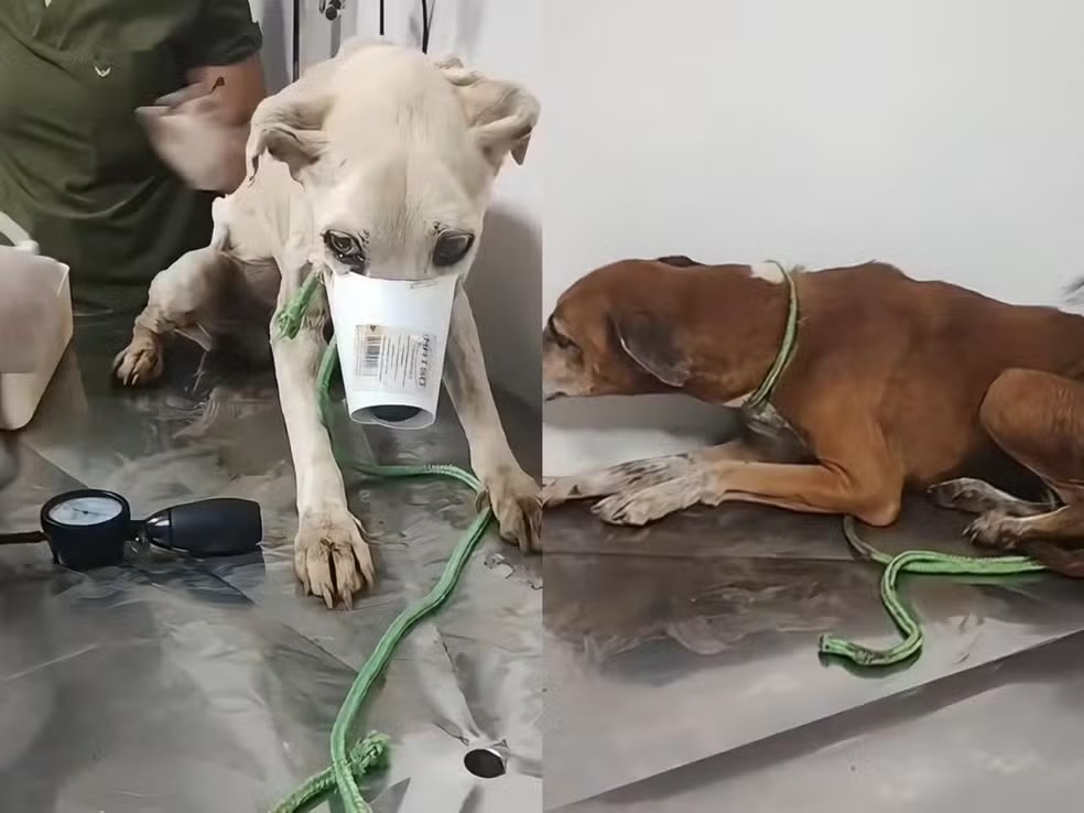 Animais desnutridos são resgatados e tutor é preso em Porto Velho