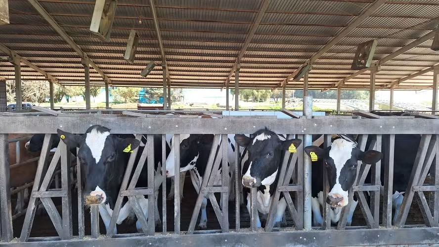 Após ano de crescimento, setor de leite tende a colocar o pé no freio em 2026