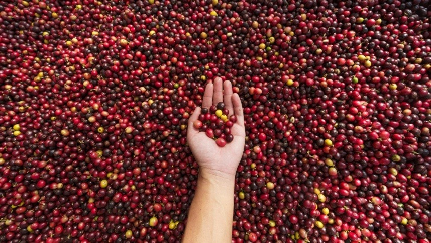 Preços do café devem seguir elevados em 2026