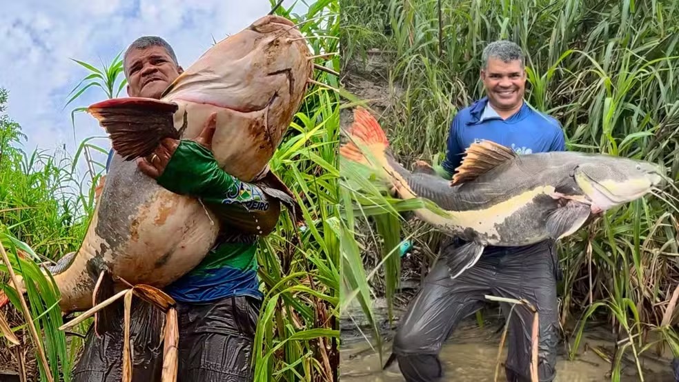 Pescador captura pirarara gigante no Madeira