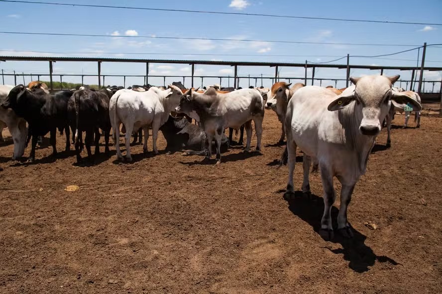 Frigoríficos do Pará estão ‘expostos’ a desmate ilegal em 2 milhões de hectares