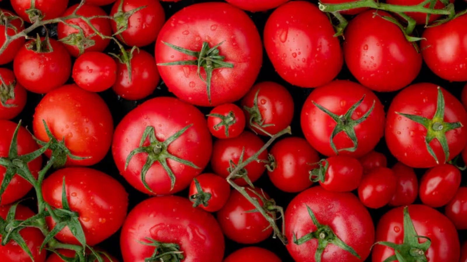 Consumo de tomate pode reduzir risco de pressão alta, diz estudo inédito