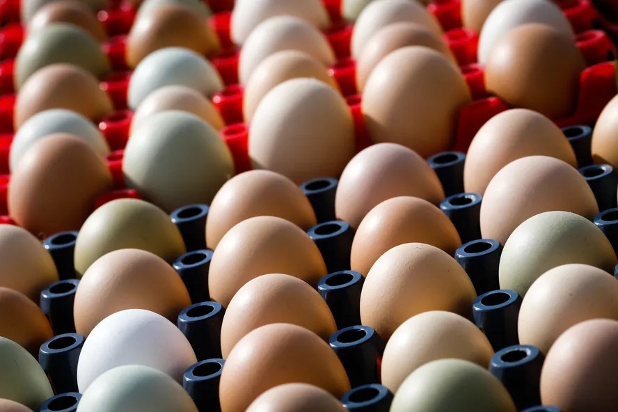 Exportações de ovos alcançaram recorde em 2025, com alta de 121%