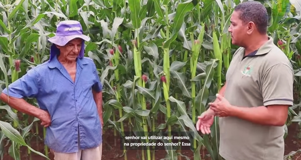 Com ajuda da prefeitura de Pres. Médici produtor do km-12 da BR-429 poderá colher até 120 sacas de milho por hectare