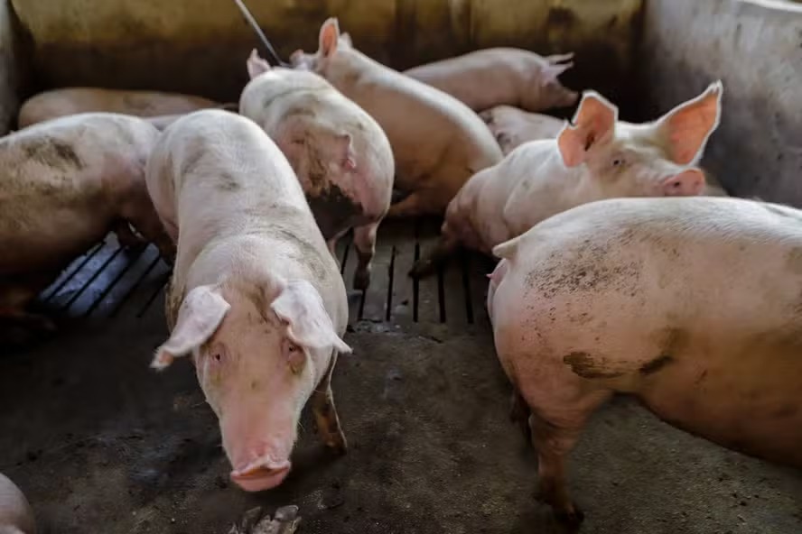 Suíno vivo e carne ficam mais baratos