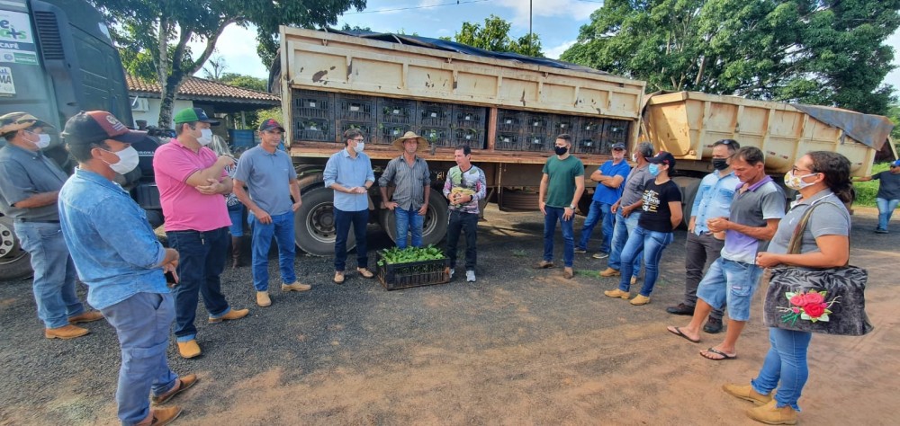 Cafeicultores de Jaru receberão mudas de café clonal de graça