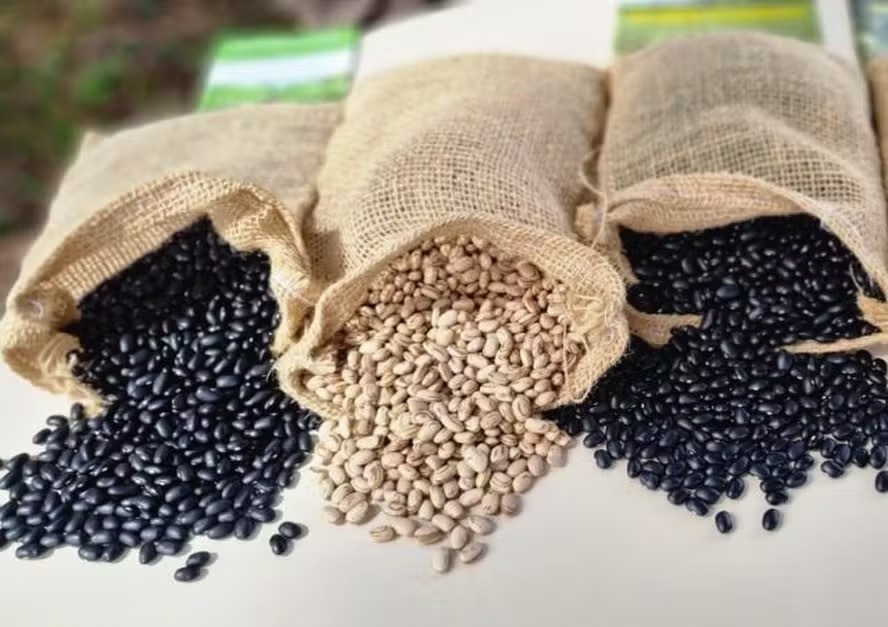 Preços do feijão sobem e batem recorde recente