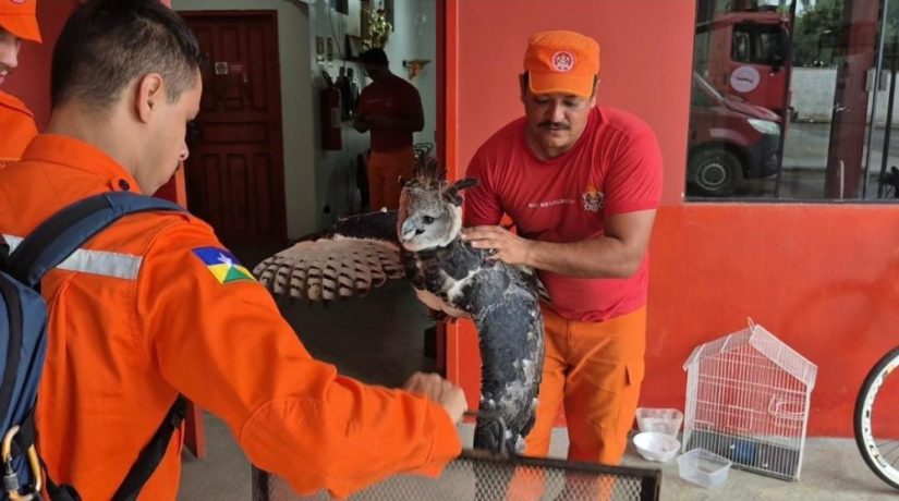 Ave fica presa em caminhão após colisão em Ariquemes