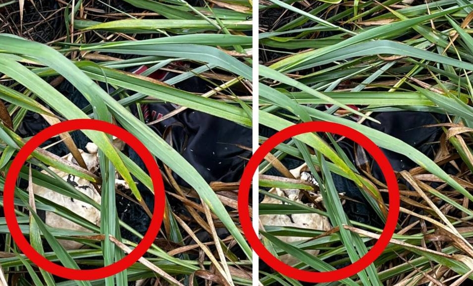 Corpo é encontrado às margens da BR-174, entre Mato Grosso e Rondônia