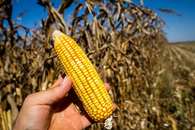Etanol de milho ganha espaço no agro brasileiro