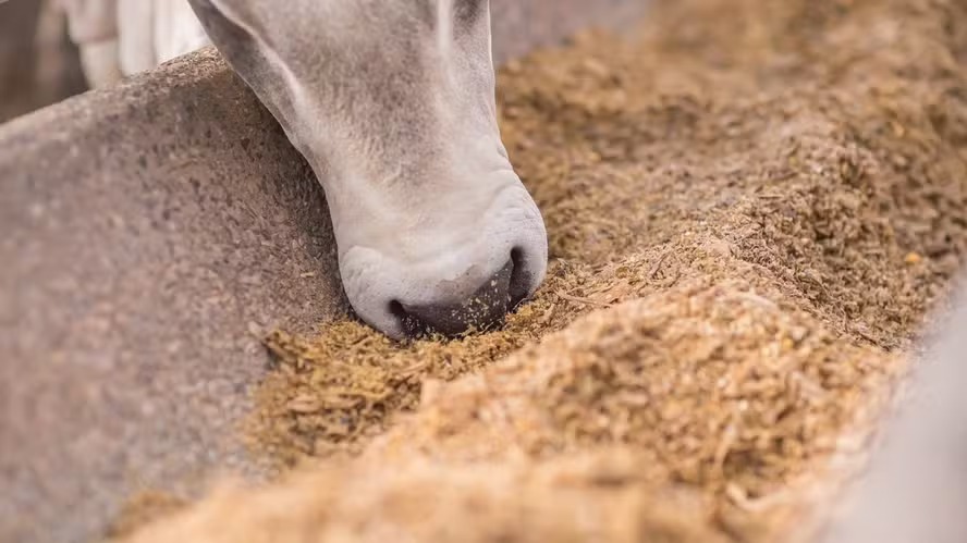 Investimento fortalece produção de ração da Auster