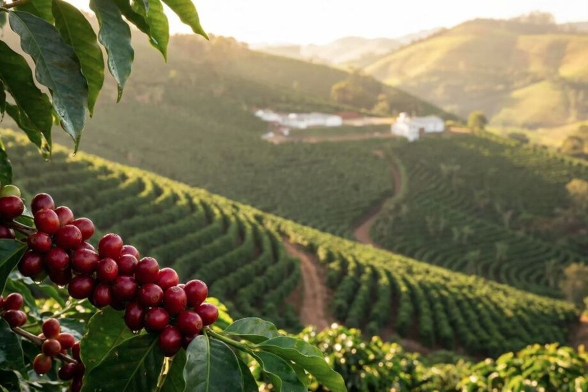 Competitividade asiática muda estratégia do conilon