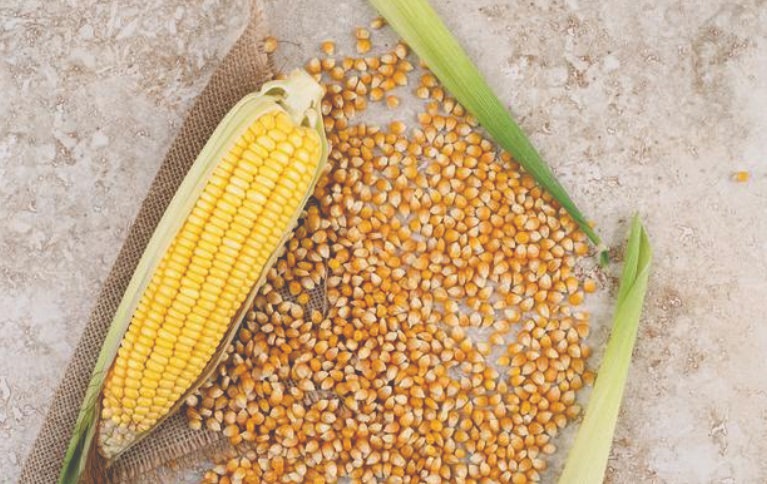 Mercado do milho tem leve recuo no Mato Grosso