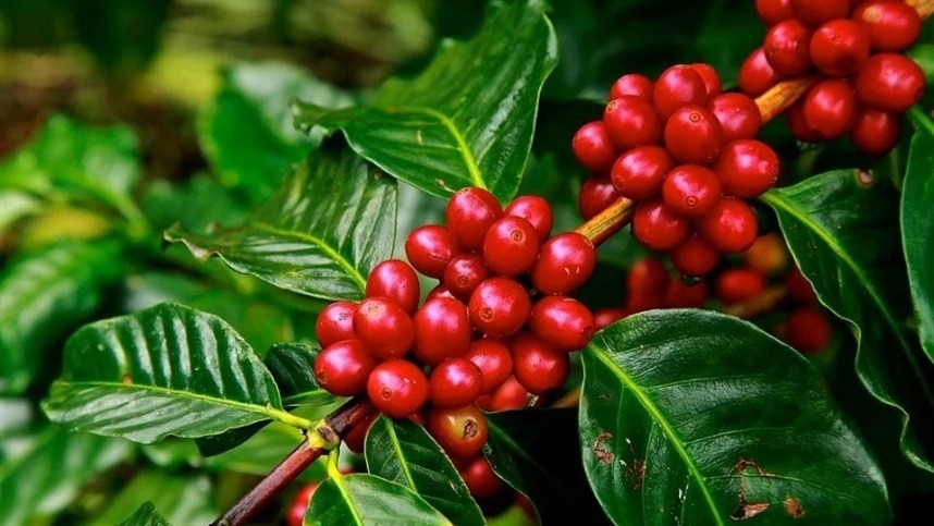 Produção de café deve aumentar em 2026/27
