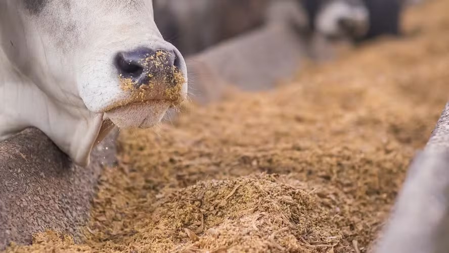 Custo menor impulsiona margens na pecuária