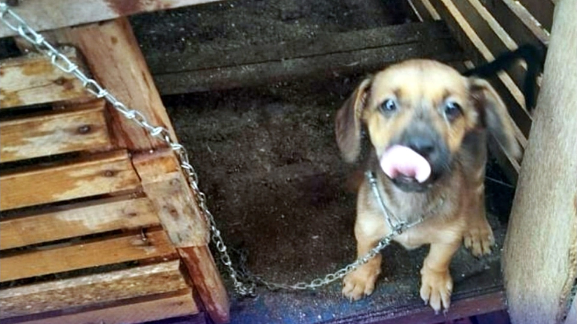 Cães são resgatados de situação de maus-tratos em Espigão do Oeste