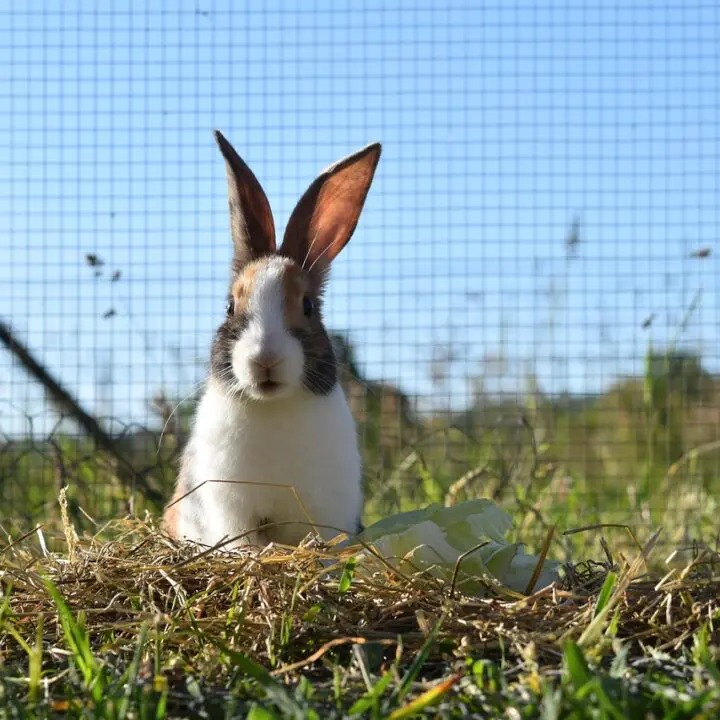 Brasil esteve perto de se destacar na produção de coelho